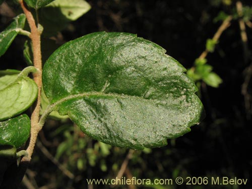 Image of Mitraria coccinea (Botellita / Vochi-vochi). Click to enlarge parts of image.